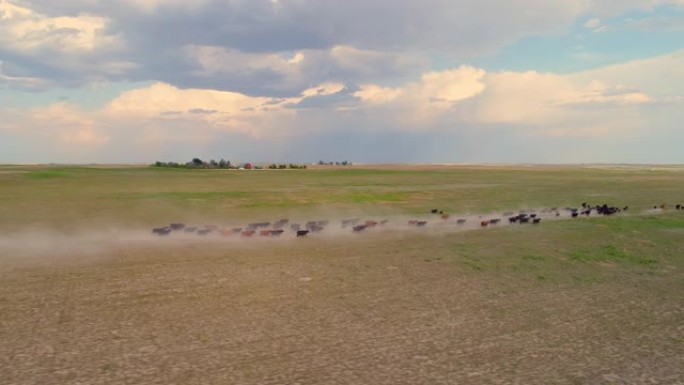 内布拉斯加州在干燥的尘土飞扬的田野上奔跑的牛的鸟瞰图