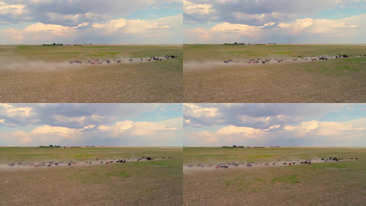 内布拉斯加州在干燥的尘土飞扬的田野上奔跑的牛的鸟瞰图