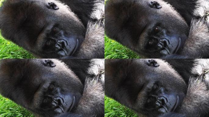 东部低地大猩猩，大猩猩graueri，银背雄性躺在草地上，慢动作4K