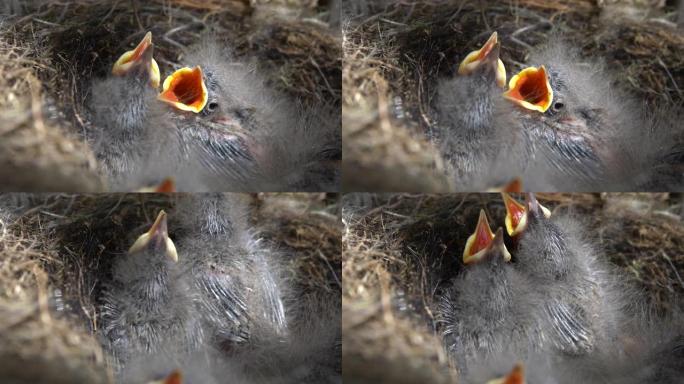 两只新生的鸟在鸟巢的相机上打开黄色的喙。小型鸣禽