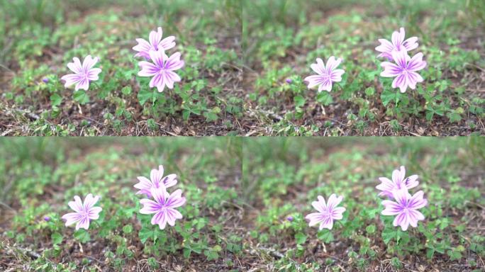 白色粉红色的Malva花朵在山坡上的夏日强风中颤抖