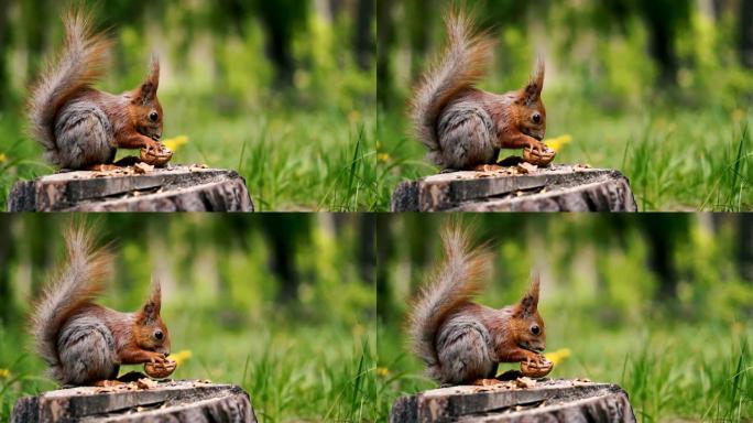 一只松鼠坐在树桩上，吃核桃。