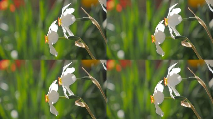 花园中的一对水仙诗意花在风中缓慢移动4K