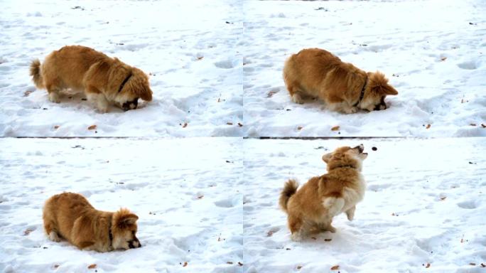 corgy毛茸茸的小狗在雪地里玩得开心