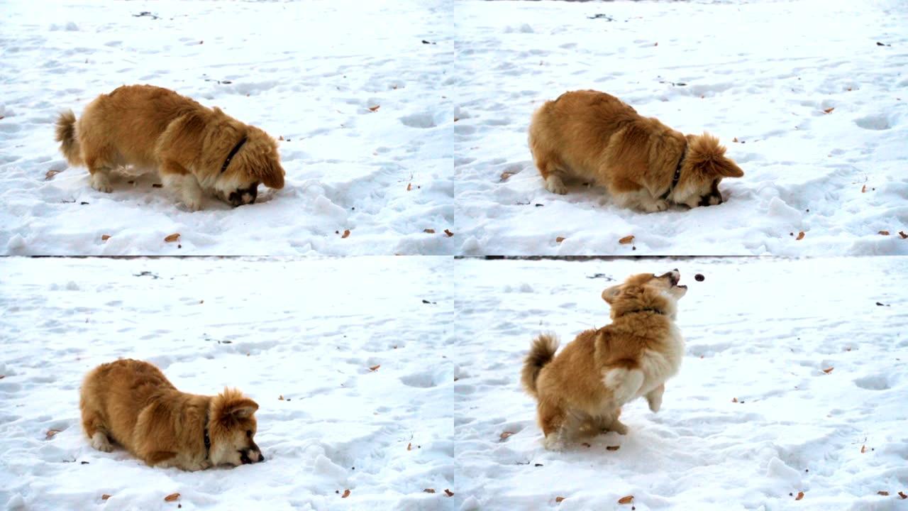 corgy毛茸茸的小狗在雪地里玩得开心