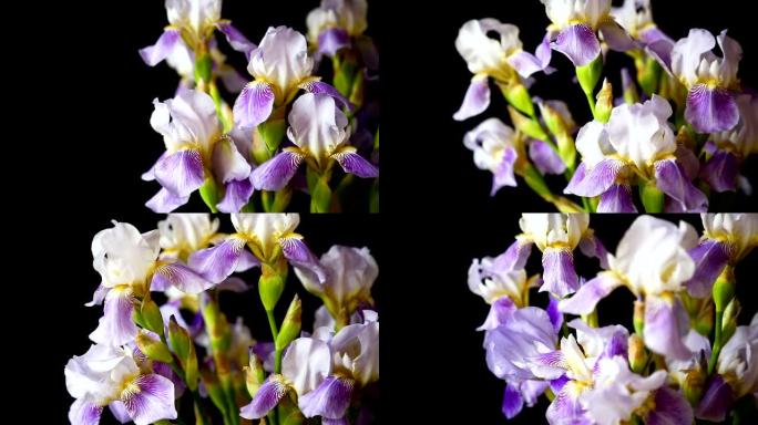 美丽的黑色fleuret- Iris。它在黑色背景上。