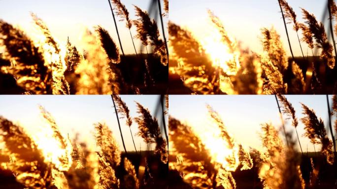在美丽的日落时关闭黄色植物。草在风中移动。4k
