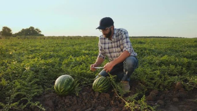 农民测量西瓜