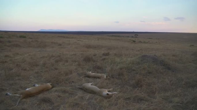 狮子在开阔的平原上休息