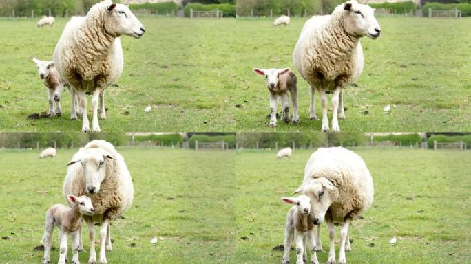 春天农场里有母亲的羔羊