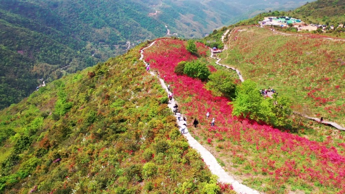 温州乐清智仁乡杜鹃花谷