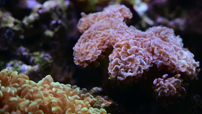 珊瑚礁水族馆鱼海葵关闭海水4k视频