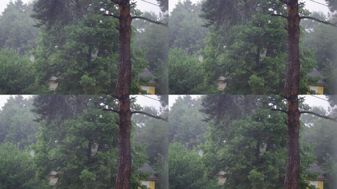 雨中的松树