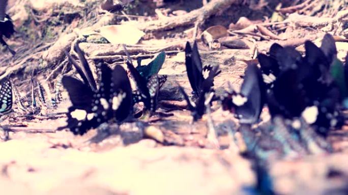 蝴蝶是吃地上的矿物质。