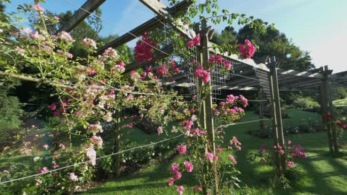 夏季玫瑰园花卉特写