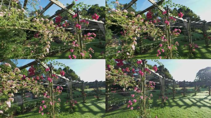 夏季玫瑰园花卉特写