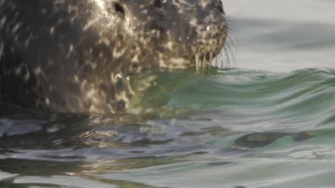 斑海豹 (Phoca vitulina stejnegeri)