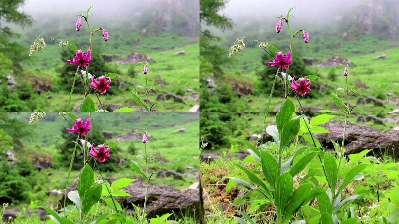 蒂罗尔州高陶恩山脉的马塔贡百合 (Lilium martagon)。威默塔尔山谷。