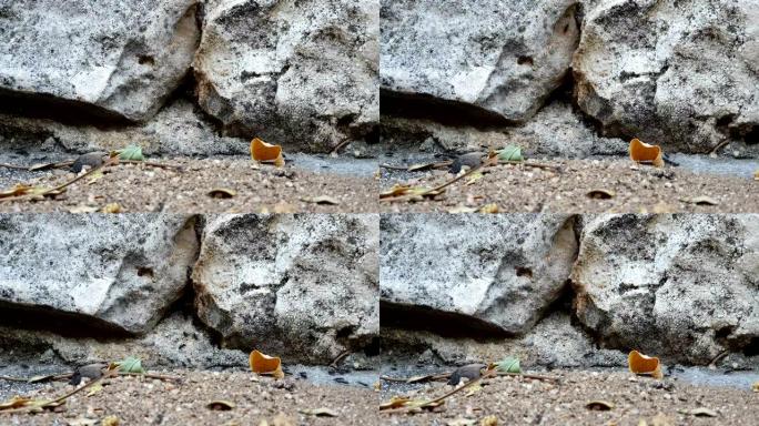 一群黑蚂蚁，在他们居住的岩石中的缓存的背景下迅速移动