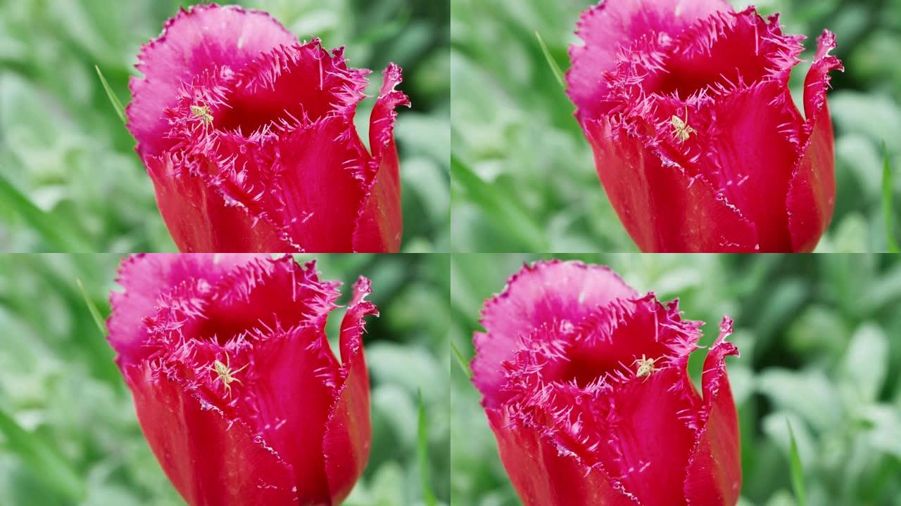 红色郁金香芽和一只小蜘蛛的特写