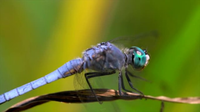 侧视图慢动作宏观蓝蜻蜓飞离植物
