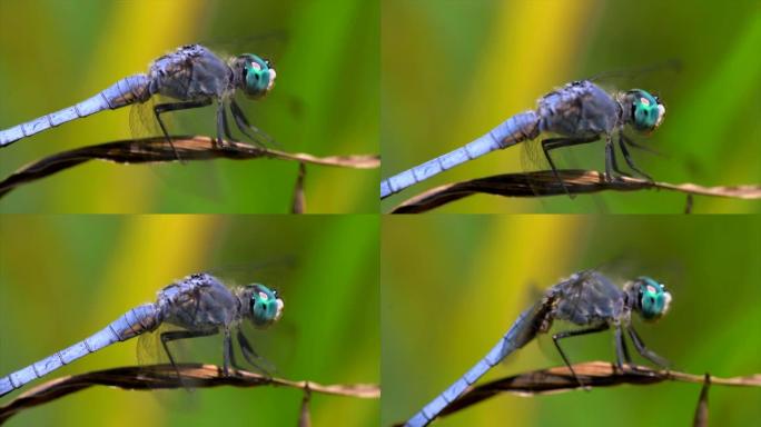 侧视图慢动作宏观蓝蜻蜓飞离植物