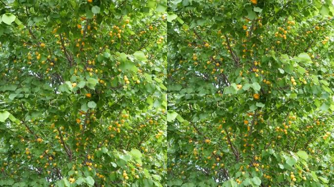 杏树，成熟杏，天然杏，叶间杏