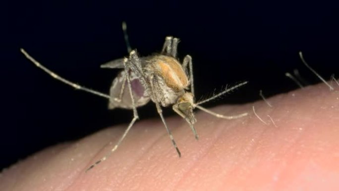 蚊子从人类身上喝血，然后取出刺痛并飞走。蚊子吸食人血的特写。小雌性蚊子叮咬人皮肤的宏观特写。