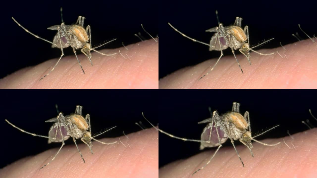蚊子从人类身上喝血，然后取出刺痛并飞走。蚊子吸食人血的特写。小雌性蚊子叮咬人皮肤的宏观特写。