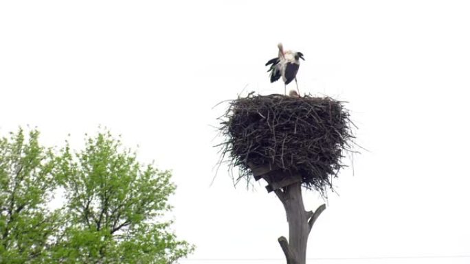 春天或夏天，美丽的白色和黑色鹳家族站在蓝天的巢穴上。软聚焦。