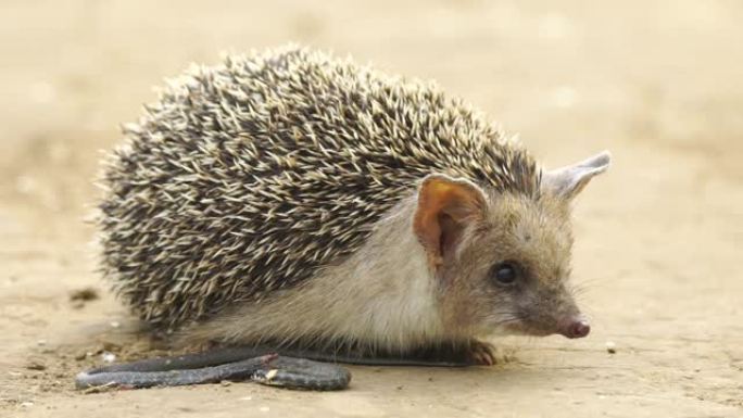 长耳刺猬和蛇 (Hemiechinus auritus)