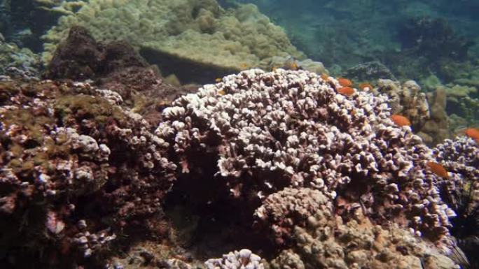 由于温度升高，珊瑚礁上的珊瑚白化