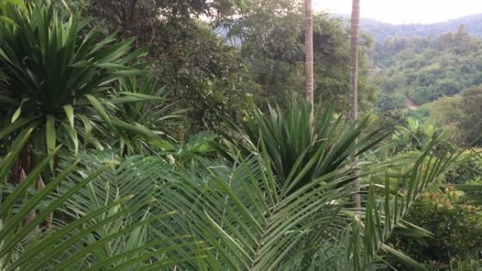 皇家棕榈叶叶从大自然的柔风运动。冬季有晨光的高山热带绿叶。