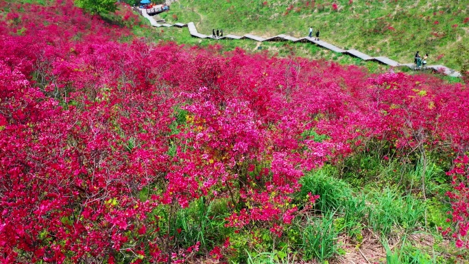 温州乐清智仁乡杜鹃花谷