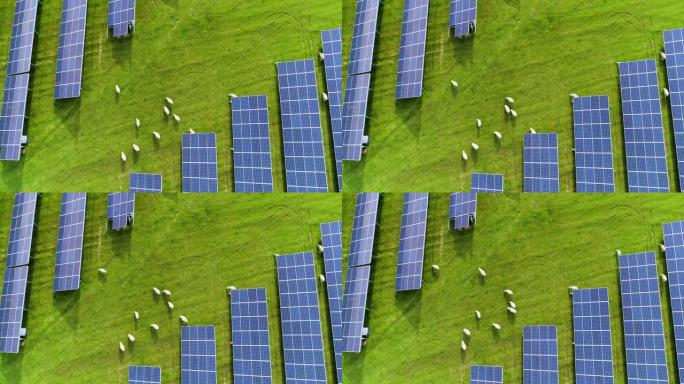 法国在阳光下与绵羊成排的蓝色太阳能电池板的鸟瞰图-环境保护，气候变化，阳光，草地，光的反射，保护，电