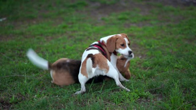 有趣的小狗比格犬与成年狗一起摔跤，在草地上摔倒积极的滚滚搏斗，狗张开下巴，摔倒并使用爪子。两只动物的