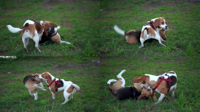 有趣的小狗比格犬与成年狗一起摔跤，在草地上摔倒积极的滚滚搏斗，狗张开下巴，摔倒并使用爪子。两只动物的