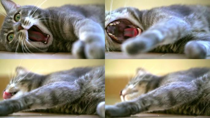 可爱的灰猫在慢动作中打哈欠。
