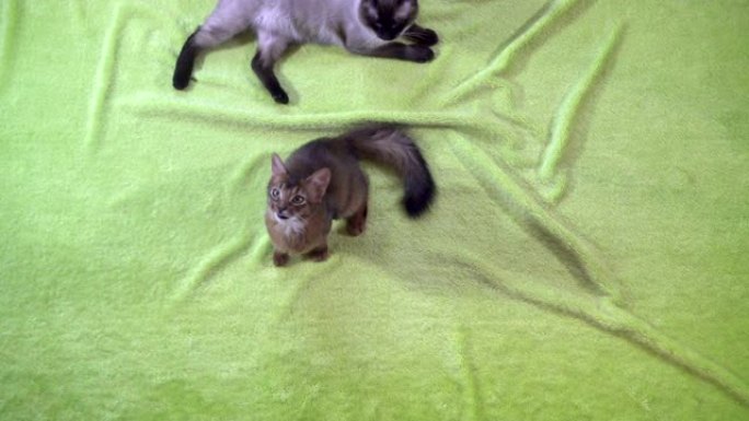 成年猫湄公河短尾猫和小猫索马里。