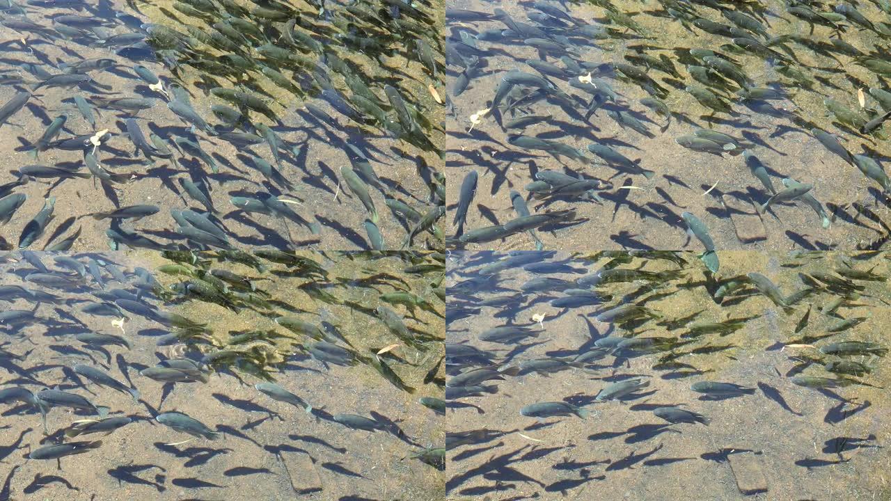 罗非鱼的浅滩在淡水池塘的清水中游泳