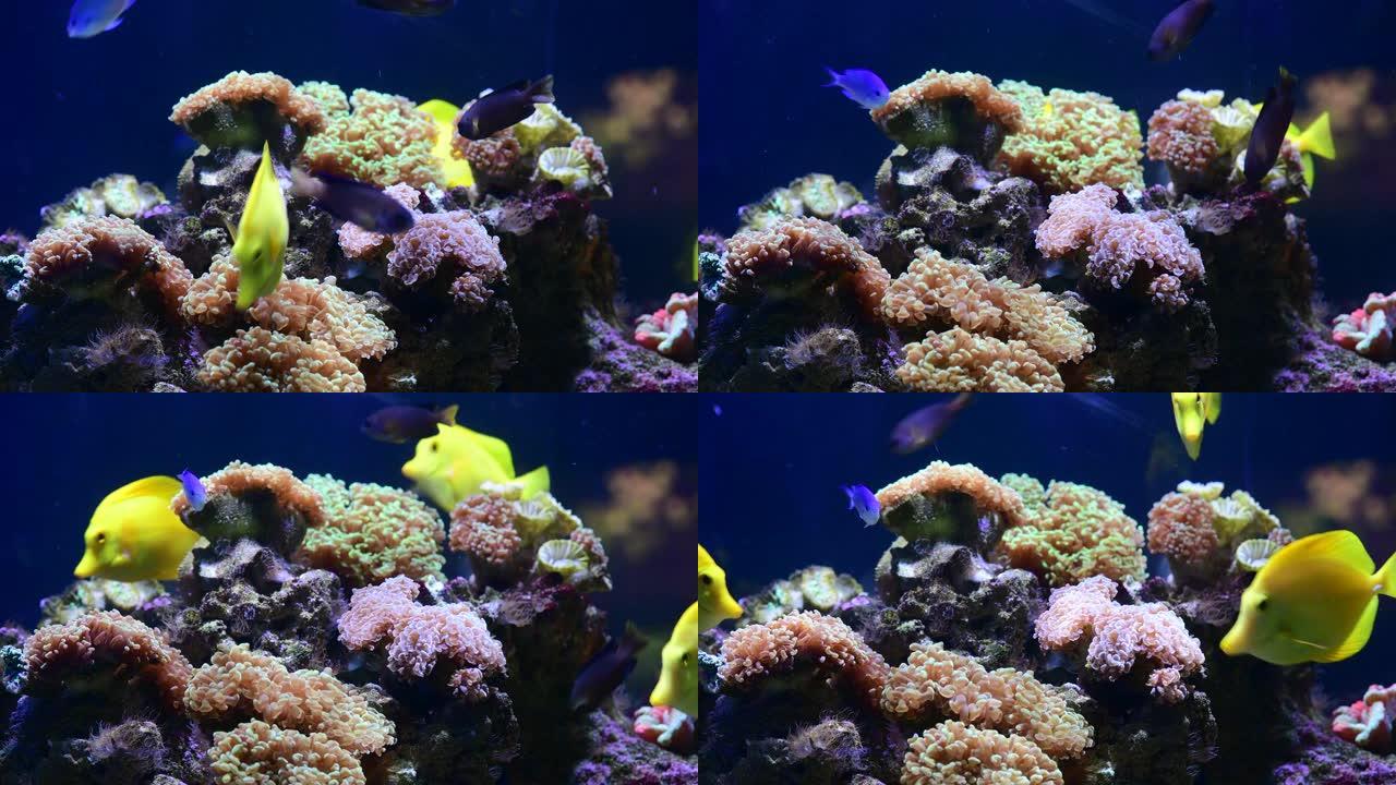 海葵动物微距视频4k自然海洋生命蓝色4k视频微距特写