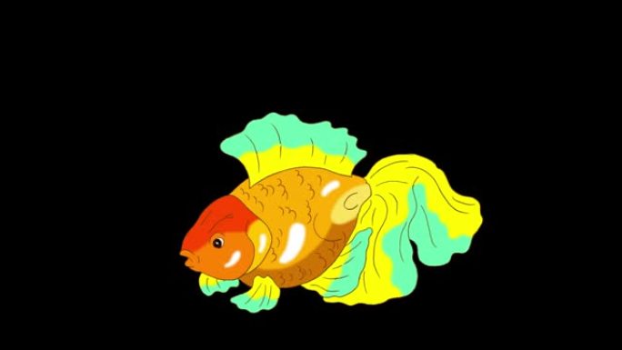 漂浮在水族馆阿尔法哑光中的彩色金鱼