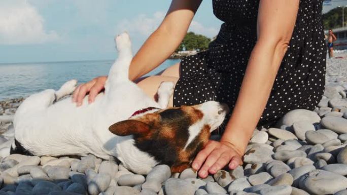 女人坐在码头的杰克·罗素旁边望向大海