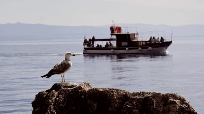 一只站在岩石上的海鸥的近景。船和背景中的大海。股票视频