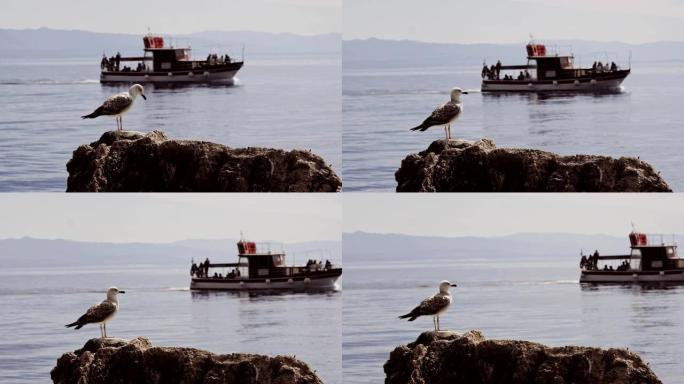 一只站在岩石上的海鸥的近景。船和背景中的大海。股票视频