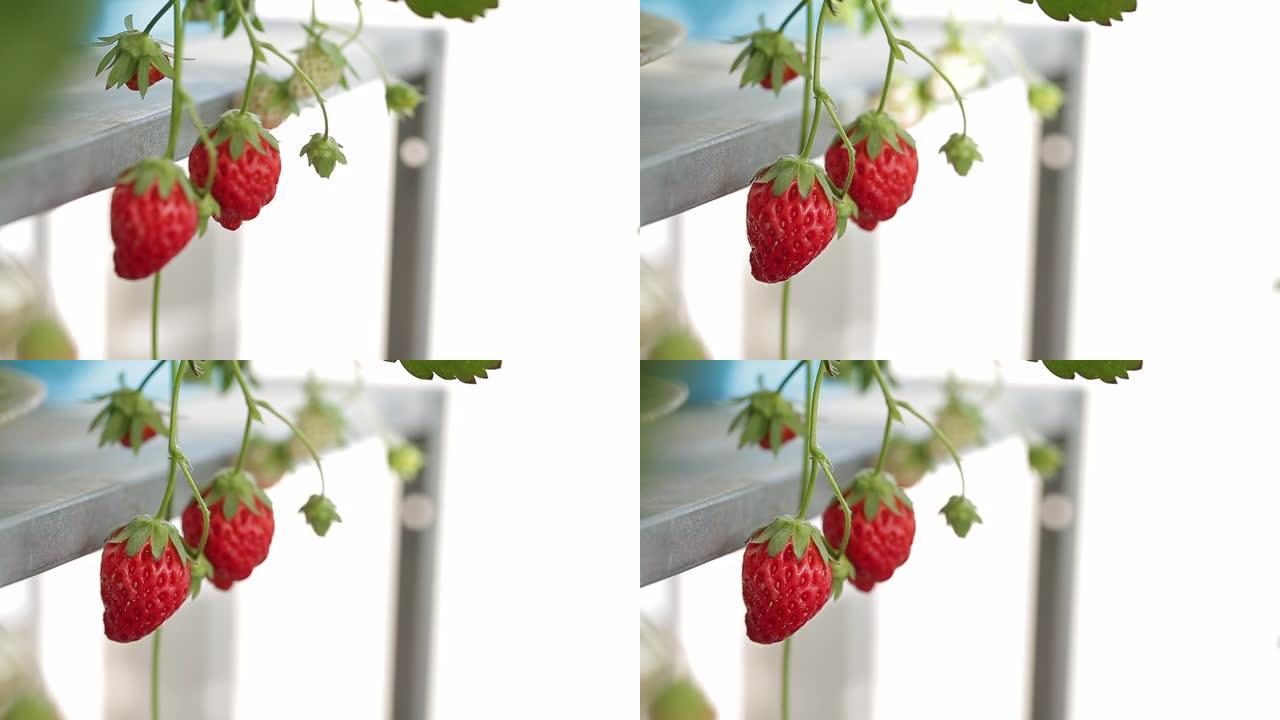 在种植园中关闭一些成熟的草莓