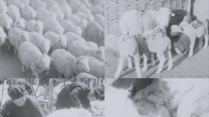 60年代 内蒙古畜牧业 牧场 羊群 羊毛