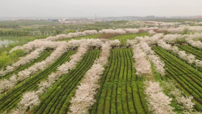 中国江西南昌凤凰沟风景区樱花