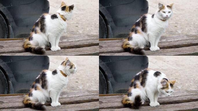 观察力强的大眼睛猫坐在木凳上