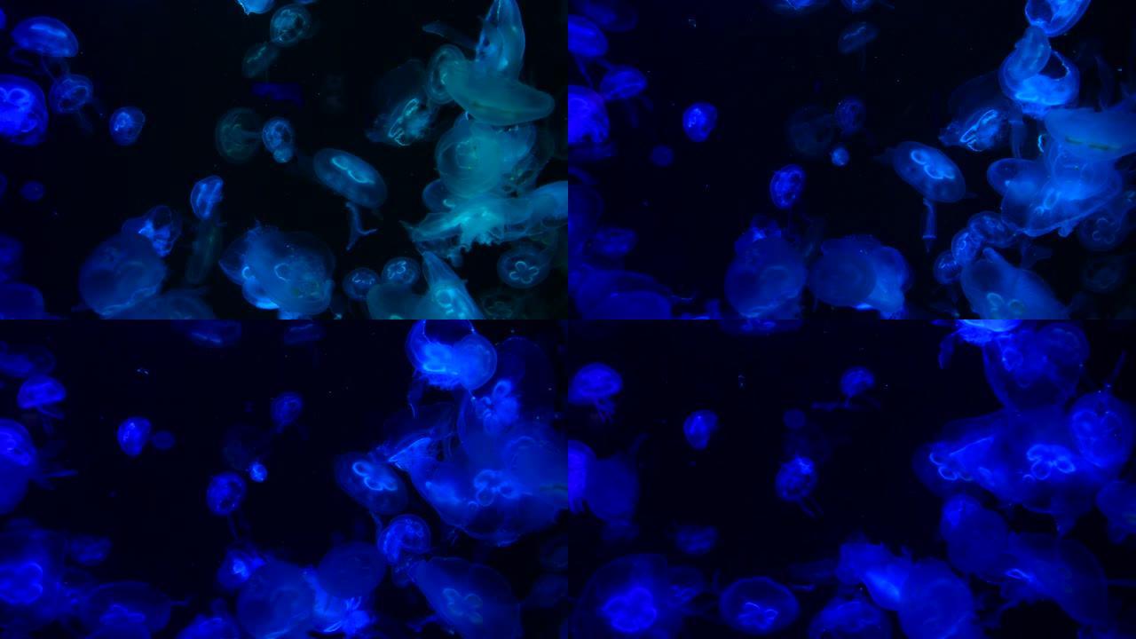 低调水母海水水缸水族馆海洋生命暗水